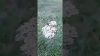 Красота природы успокаивает душу и снимает стресс 😍🔥🔥🔥👍