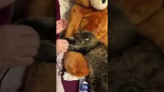 Отдай телефон.    #кот #кошки