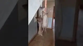 Rat crucifixion | judgment of the mouse | shorts | #shorts