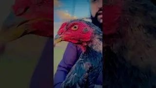 Nayab Cheez King Size Garman O Shamo Aseel Murga Breed