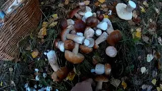 Сбор грибов.