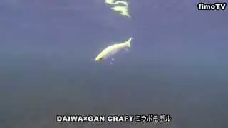 ジョインテッドクロー178F 水中撮影 / ダイワ×ガンクラフト 【fimoルアー研究所】　ビッグベイト・ジョイクロのシーバス向けアクション動画