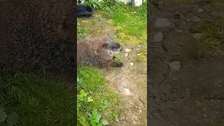 I Am Camouflaged I Am Part Of The Ground #groundhog #cute #adorable #cutie #fur #paws #nose #laying