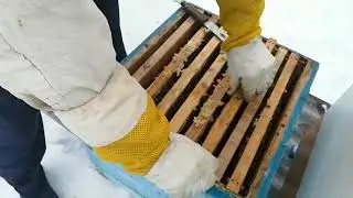 Январь Почему пчёлы греют гнездо?