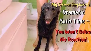 🎯 My German Shepherd’s Dramatic Bath Time — You Won’t Believe His Reaction!