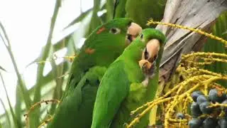 Periquitão / Psittacara leucophthalmus - Hora do lanche 😋