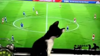 linksmiau.net katino futbolas
