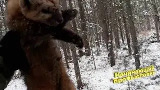 Жесть. Первая проверка капканов на новом участке. 23.10.19