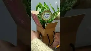 Perfect gift for this new year🌱🌿2022  