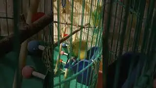 Милка Лунтик видео обзор
