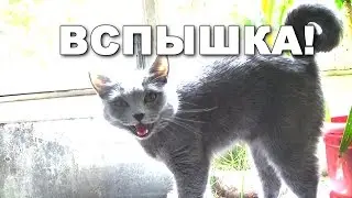 Sony Vegas - Как сделать Вспышку? Лайк за КотЭ :3