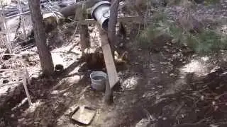 Aftermath of bobcat after my chickens Big Bear Lake Ca