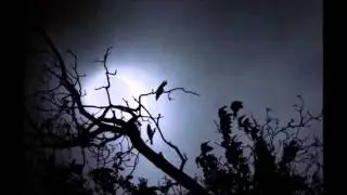Australasia - Amnesia