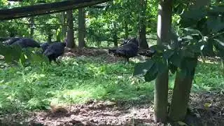 zufriedene Puten im Freiland - mobiler Putenstall von ROWA Melle