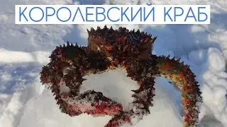 Как поймать королевского краба \ Крабалка