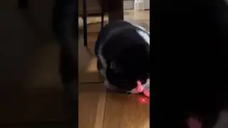 Insólito: Gatito Atrapa Luz Láser 😟 #shorts