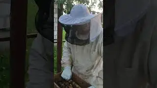 bee package for sale 