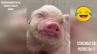 СМЕШНЫЕ ПРИКОЛЫ ПРО ЖИВОТНЫХ, СВИНЬИ И ПОРОСЯТА ПРИКОЛЫ, РЖАЧНЫЕ ТИК ТОК