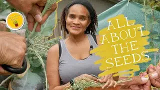 All about the SEEDS!