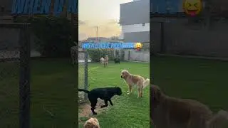 Pet Socialising | In-house Pet Hostel in Mohali #pawwnation #pets #vacation #fun #play #friends #cat