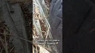 пчелки чистят улей и убирают подмор