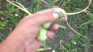 When and how to trim the arrow of garlic for seed.