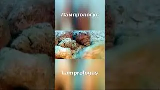 Лампрологус