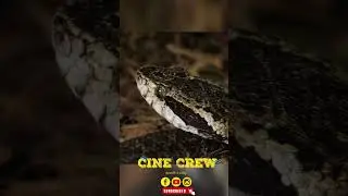 Snake Shorts #snake #snakevideo #jungle #animals #closeup #click #trending #trendingshorts #creative