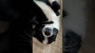 Сонное царство. #кот #собака #сиамскийкот #чихуахуа #красноярск