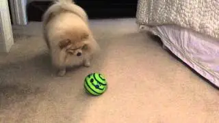 Marley Cute Pomeranian Plays with Wobble Wag Giggle Ball