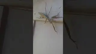 praying the mantis