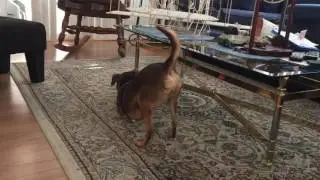 Mexican Greyhound