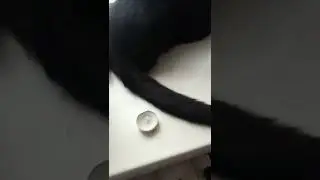 Кот занимается бёдвотчингом