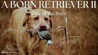 Quail Hunting in Alabama | An Alabama Family Dog Gets His First Bird | A Born Retriever Part 2