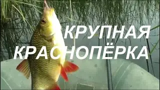 89 КРУПНАЯ ОСЕННЯЯ КРАСНОПЁРКА НА УДОЧКУ. СЕКРЕТЫ ЛОВЛИ // Russia Volga  Fishing line