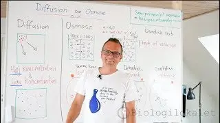 Osmose forklaret af biologilærer. Diffusion. Demo-forsøg med kartoffel.