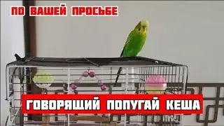 По вашей просьбе/Волнистый попугай Кеша разговаривает/Очень болтливый попугайчик 🥰