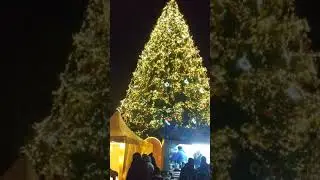 🌲🌲🌲🌲🌲Самая красивая елка 2020!!!!!!!🌲🌲🌲🌲