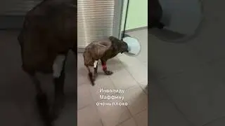 Инвалиду Маффину ОЧЕНЬ ПЛОХО💔