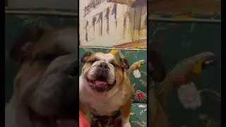 #englishbulldog