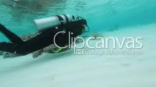 clipcanvas - clip of the week. Dive into it.