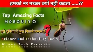नर मच्छर आखिर क्यों नहीं काटते | मच्छरों के बारे में Amazing Facts