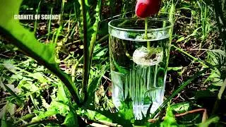 Забавный эксперимент с одуванчиком