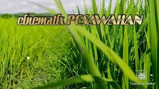 cinematix RICE FIELD(PEMANDANGAN SAWAH)