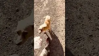 Все по расписанию ждут 😀 #youtubeshorts #dog #собака #shortvideo #shorts