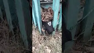 #рек #рекомендации #кот #котик #хочуврек #shorts