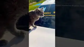 Кот таксист Барсик
