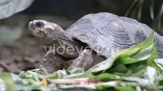Wild spurred turtle