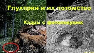 #13 Глухарки и их потомство! Кадры с фотоловушек!