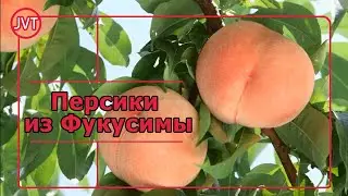 Персики из Фукусимы
